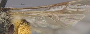 Media type: image;   Entomology 15073 Aspect: Wing hind